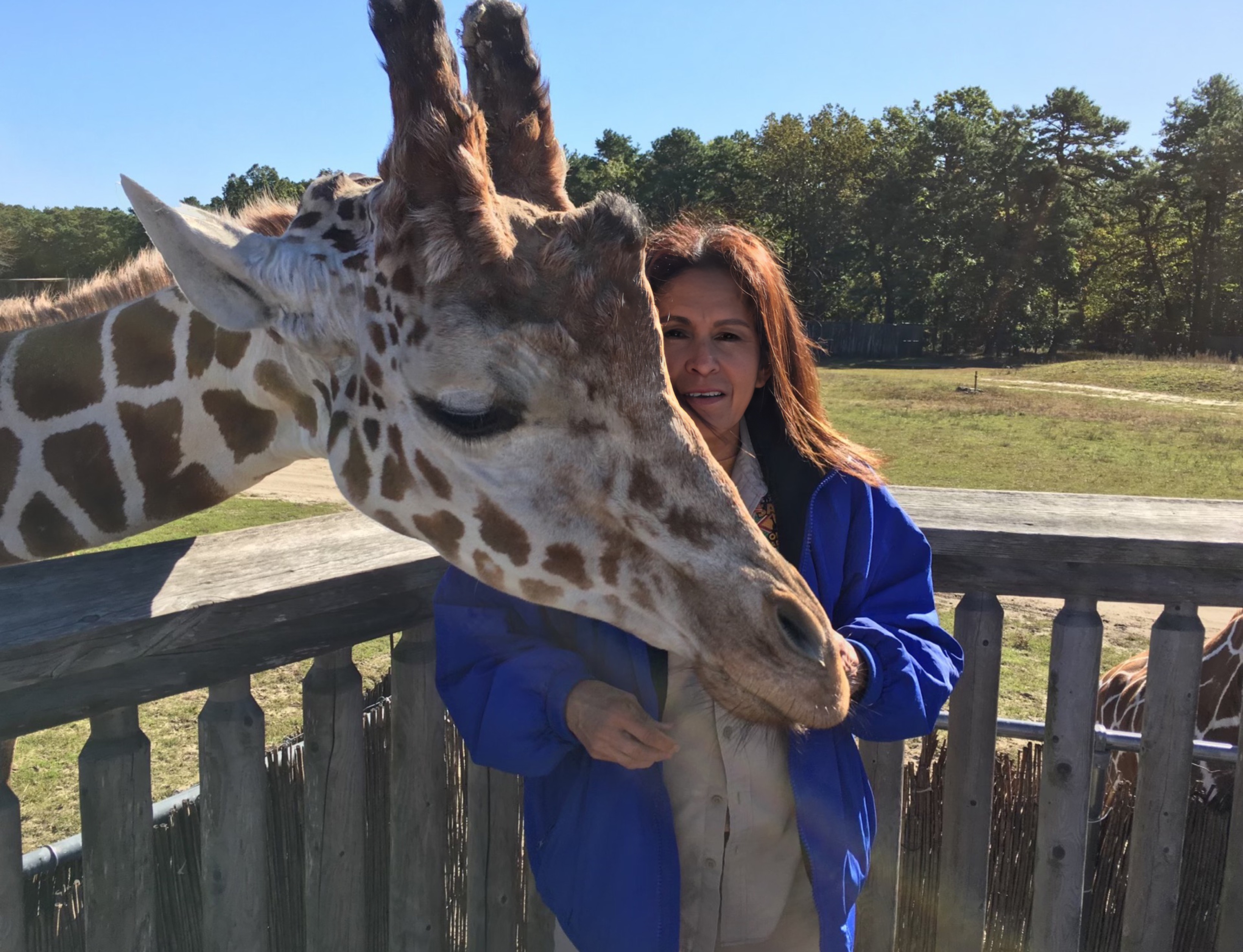 The Giraffe Seems To Really Like Her. What A Very Passive Creature, Very Beautiful 🦒🏞️👩😘❤️😞💔😡☦️🇺🇸  Six Flags Great Adventure Jackson, NJ 2014