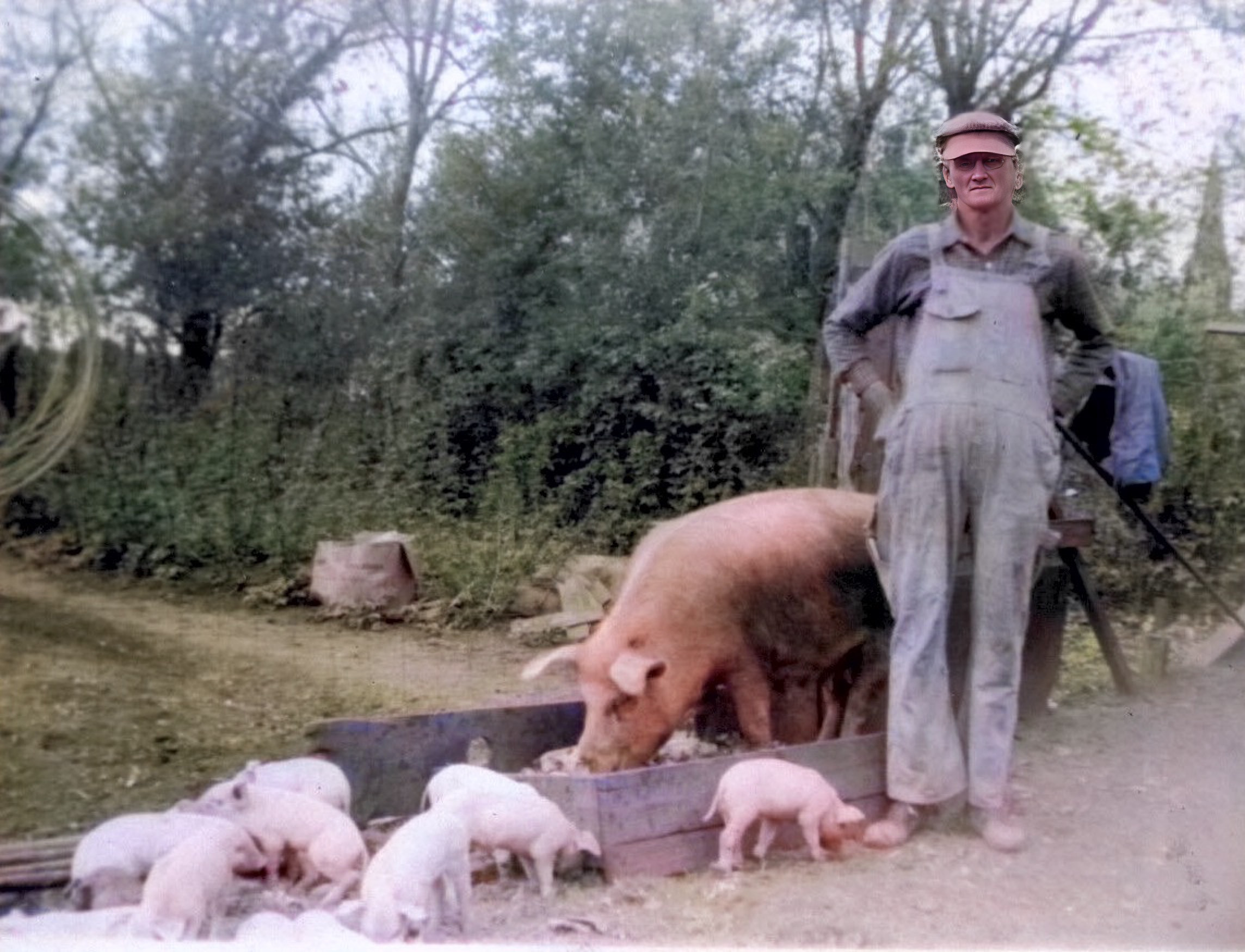 My wife’s paternal great-grandfather, Andrew, raising hogs in Minnesota. 1930’s
